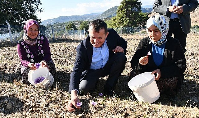 Yenisehir De Safran Uretimi Ucuncu Yilinda 2191.jpg
