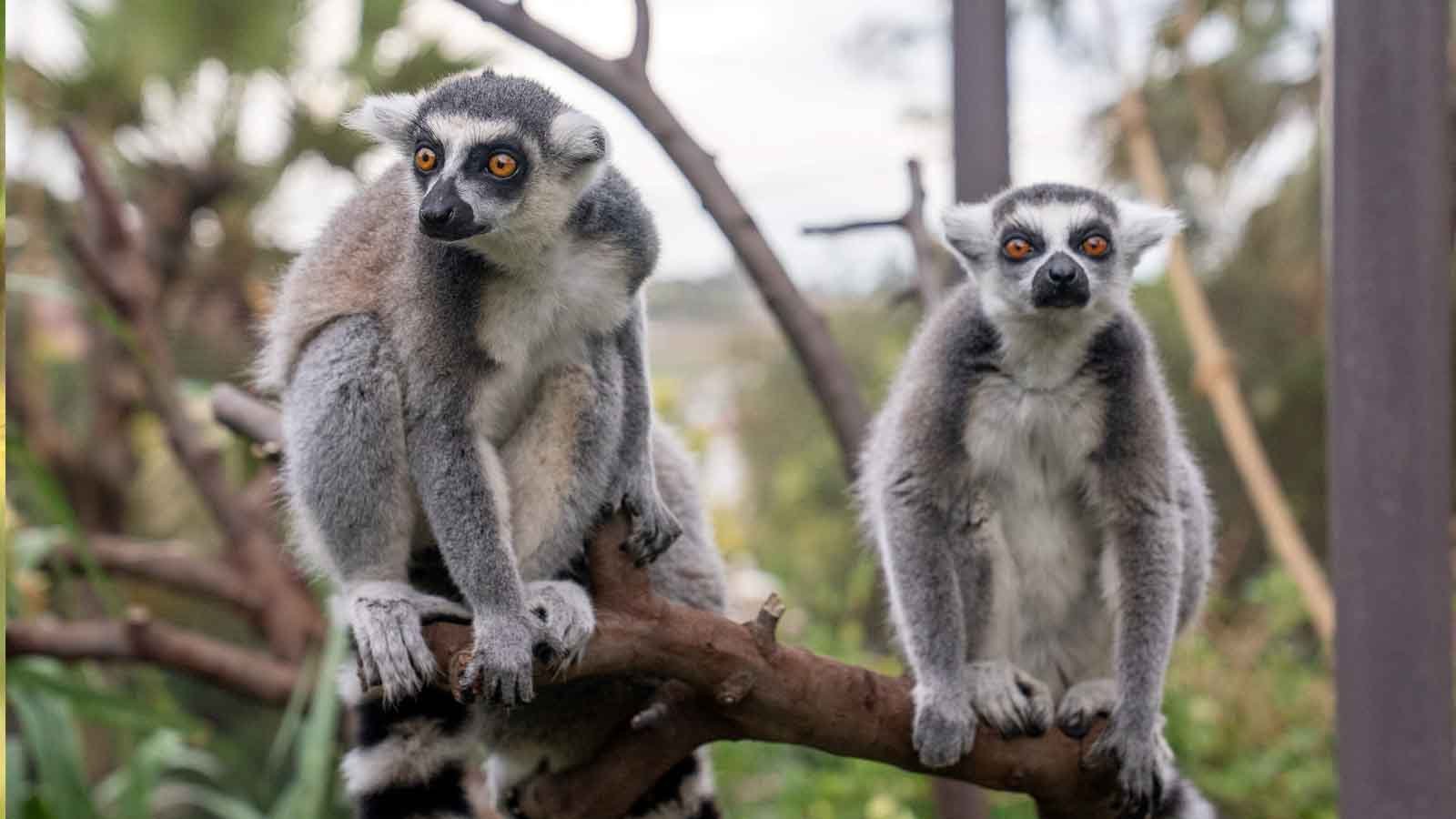 Zürafa, Keçi Ve Tavşanları Besleyin Fyzoo'da Bayram Etkinlikleri!